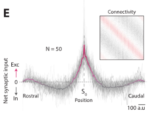 Mexican hat connectivity profile
