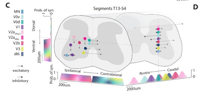 Neuron classes in the spinal cord